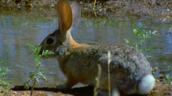 Ep 1 - Animals Around Me