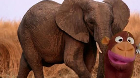 Ep 3 - Baby Dolittle: World Animals