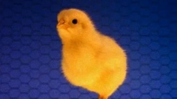 Ep 4 - Baby MacDonald: A Day On the Farm