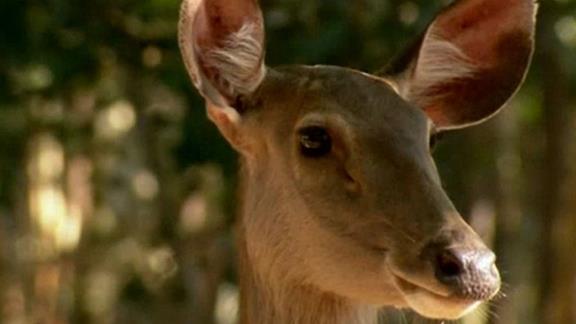 Ep 6 - Wild Animal Safari